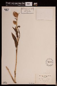 Media resource of Senecio bigelovii