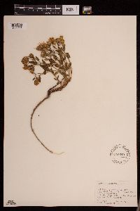 Senecio fremontii image