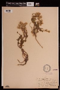 Senecio fremontii image