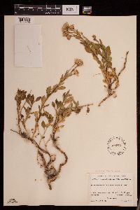 Senecio fremontii image