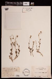 Senecio fremontii image