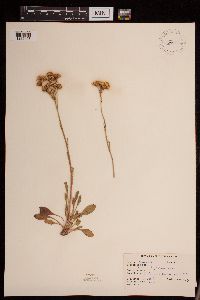 Senecio integerrimus image