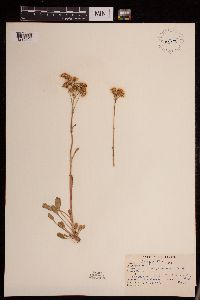 Senecio integerrimus image