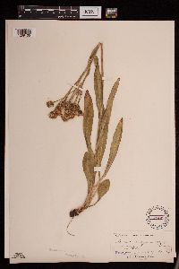 Senecio integerrimus image