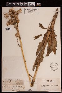 Senecio integerrimus image