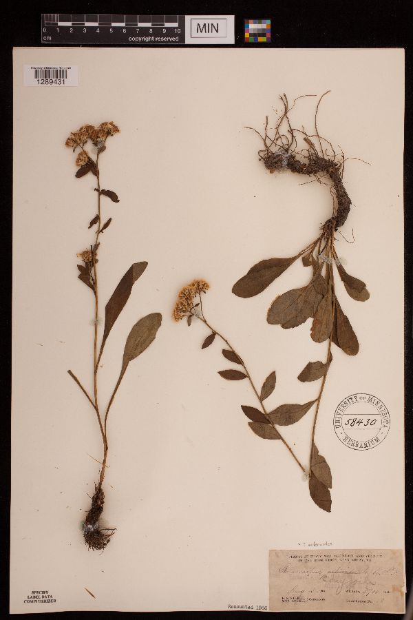 Sericocarpus asteroides image