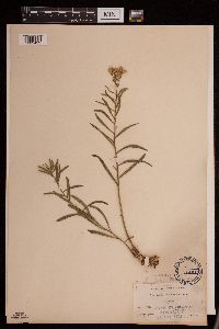 Sericocarpus linifolius image