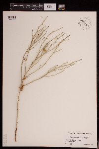 Lygodesmia juncea image