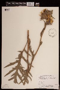 Silphium laciniatum image