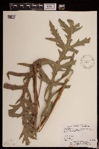 Silphium laciniatum image