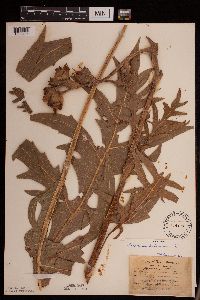 Silphium laciniatum image