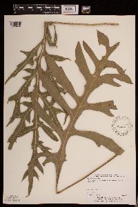 Silphium laciniatum image