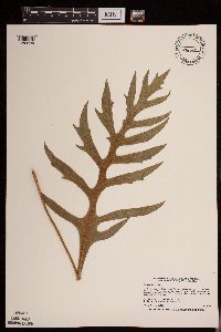 Silphium laciniatum image