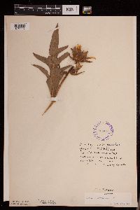 Silphium laciniatum image