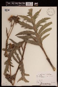 Silphium laciniatum image