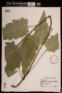 Silphium perfoliatum image