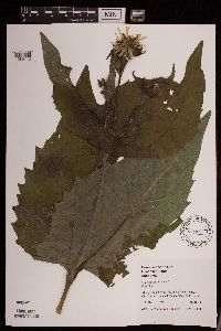 Silphium perfoliatum image