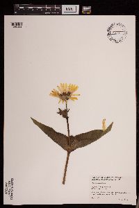 Silphium perfoliatum image