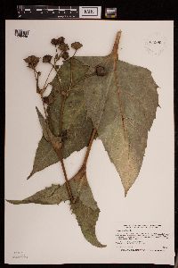 Silphium perfoliatum image