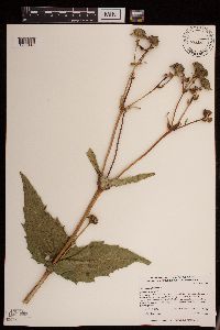 Silphium perfoliatum image