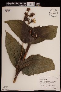 Silphium perfoliatum image