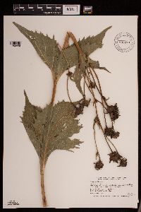Silphium perfoliatum image