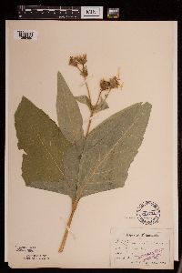 Silphium perfoliatum image