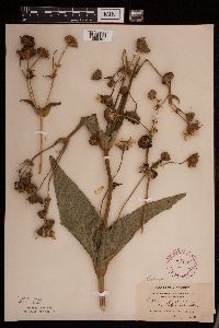 Silphium perfoliatum image