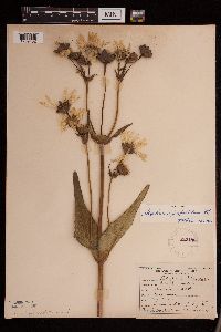 Silphium perfoliatum image