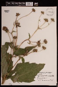 Silphium perfoliatum image