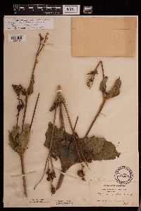 Silphium perfoliatum image