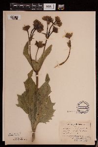 Silphium perfoliatum image