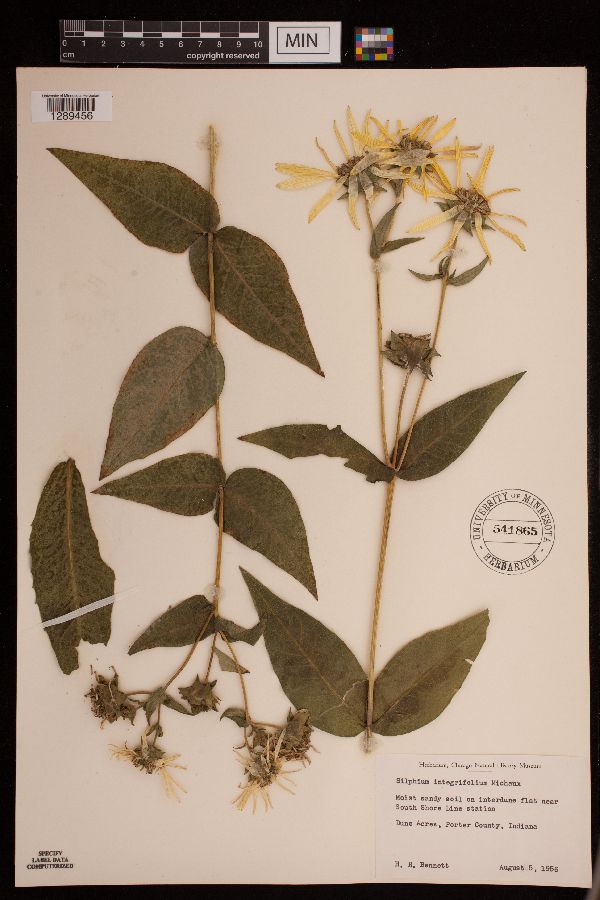 Silphium integrifolium image