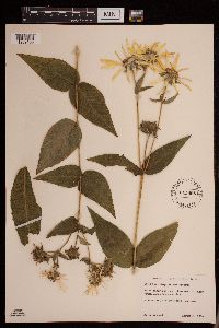 Media resource of Silphium integrifolium