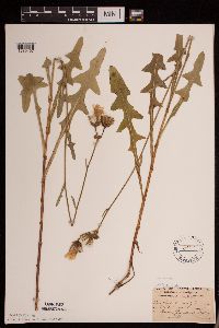 Sonchus arvensis subsp. arvensis image