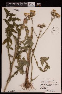 Sonchus arvensis image