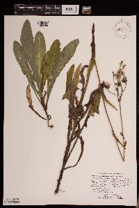 Sonchus arvensis image
