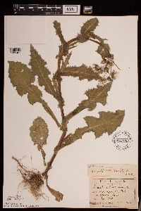 Sonchus asper image