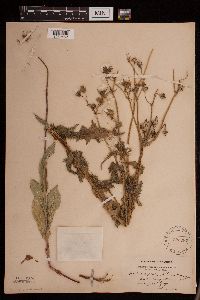 Sonchus asper image