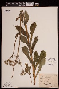 Sonchus asper image