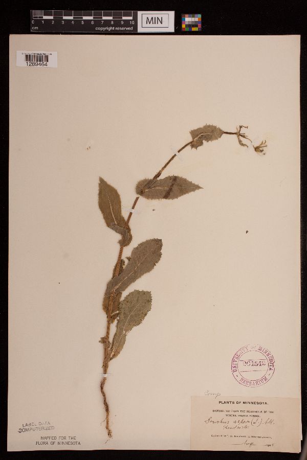 Sonchus asper image