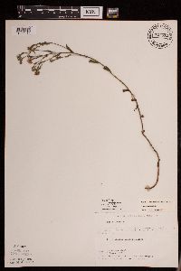 Symphyotrichum laeve image