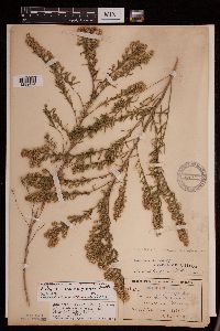 Symphyotrichum x amethystinum image