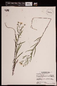 Symphyotrichum boreale image
