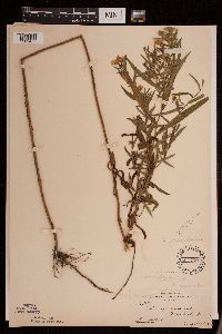 Symphyotrichum boreale image