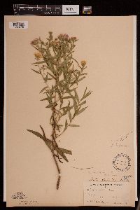 Symphyotrichum boreale image