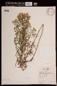 Symphyotrichum boreale image