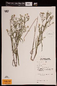 Symphyotrichum boreale image