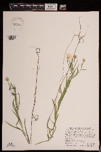 Symphyotrichum boreale image
