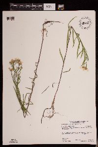 Symphyotrichum boreale image